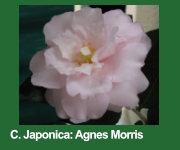 Agnes Morris